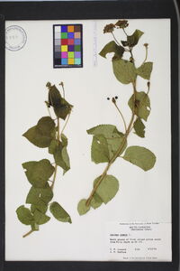 Lantana camara image