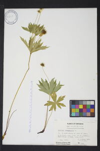 Anemone canadensis image