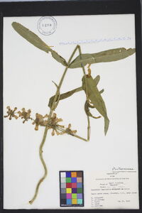 Penstemon laevigatus image