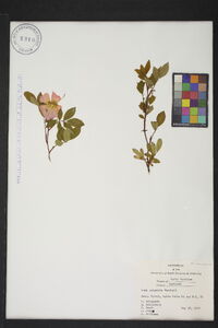 Rosa palustris image