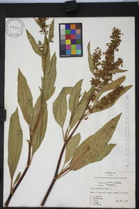 Rumex verticillatus image