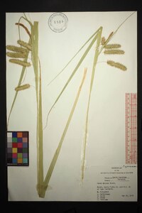 Carex comosa image