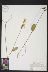 Pogonia ophioglossoides image