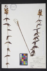 Image of Lysimachia asperulaefolia