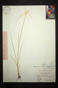 Rhynchospora latifolia image