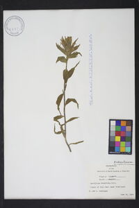 Castilleja rhexiifolia image