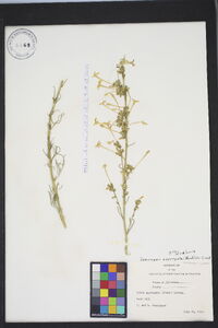 Ipomopsis aggregata image