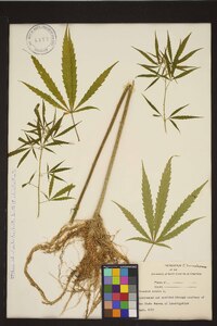 Cannabis sativa image