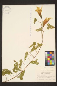 Ipomoea pandurata image