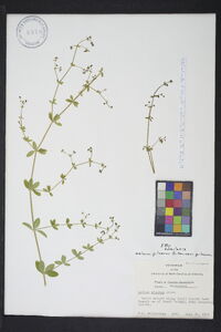 Galium pilosum image