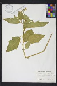 Solanum carolinense var. carolinense image