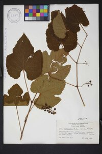 Vitis aestivalis var. aestivalis image