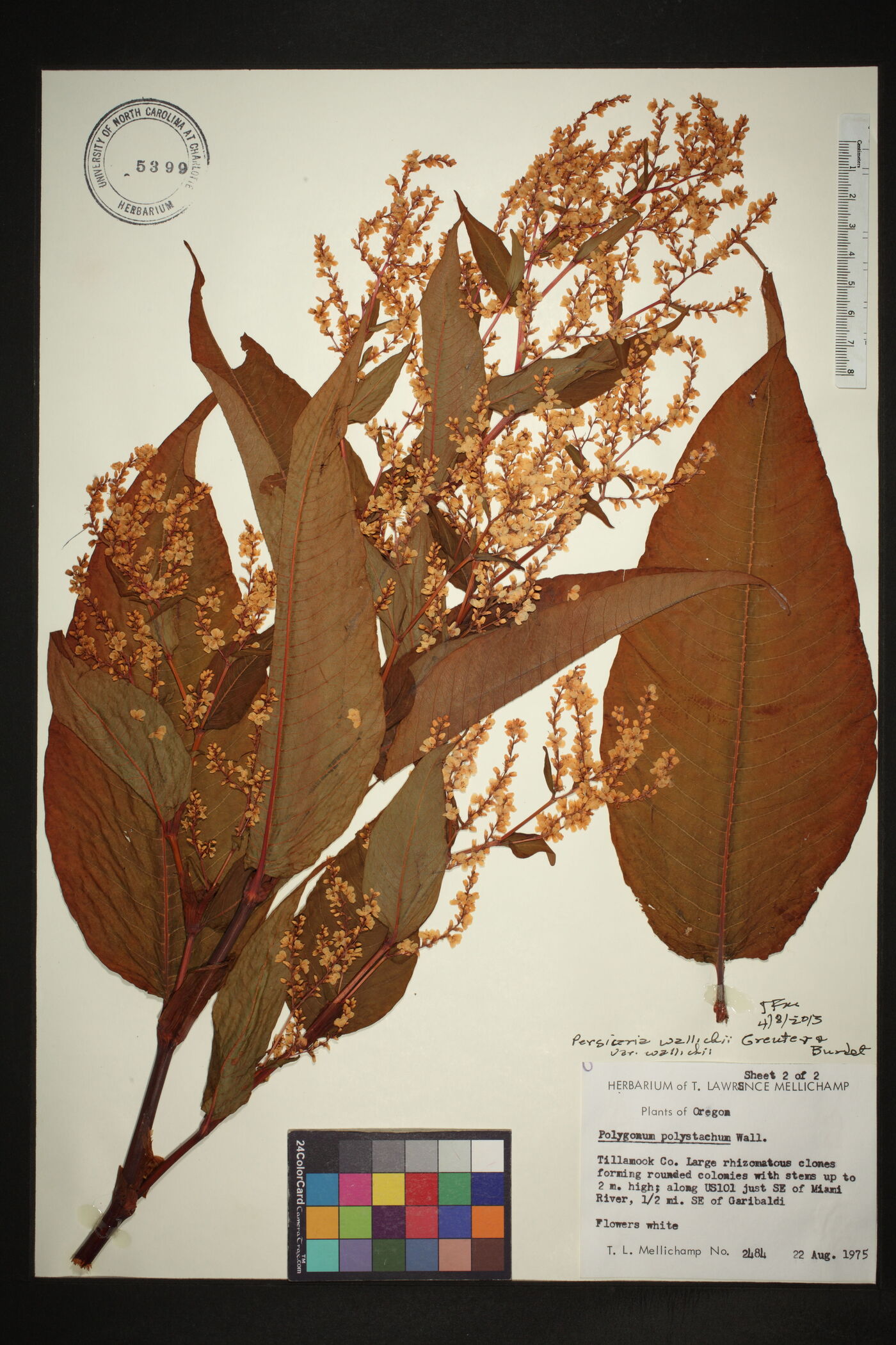 Persicaria wallichii var. wallichii image