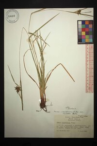 Carex intumescens var. fernaldii image