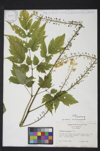 Actaea racemosa image