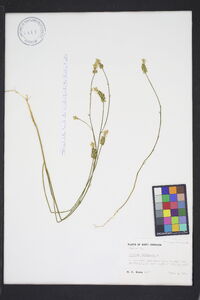 Polygala incarnata image