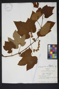 Vitis aestivalis var. aestivalis image