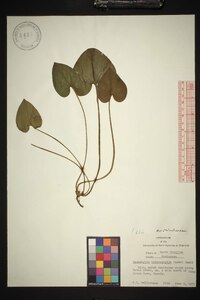 Hexastylis heterophylla image