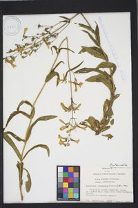 Penstemon canescens image