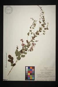 Lespedeza bicolor image