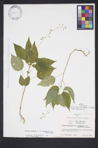 Circaea canadensis image