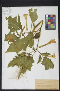 Datura stramonium image