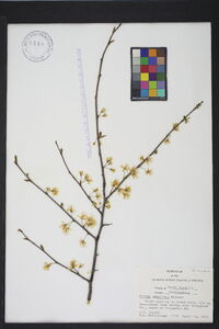 Prunus umbellata image