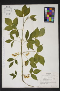 Staphylea trifolia image