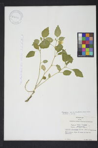 Physalis virginiana image