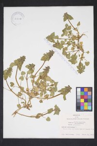 Lamium purpureum image