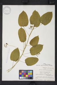 Smilax pulverulenta image