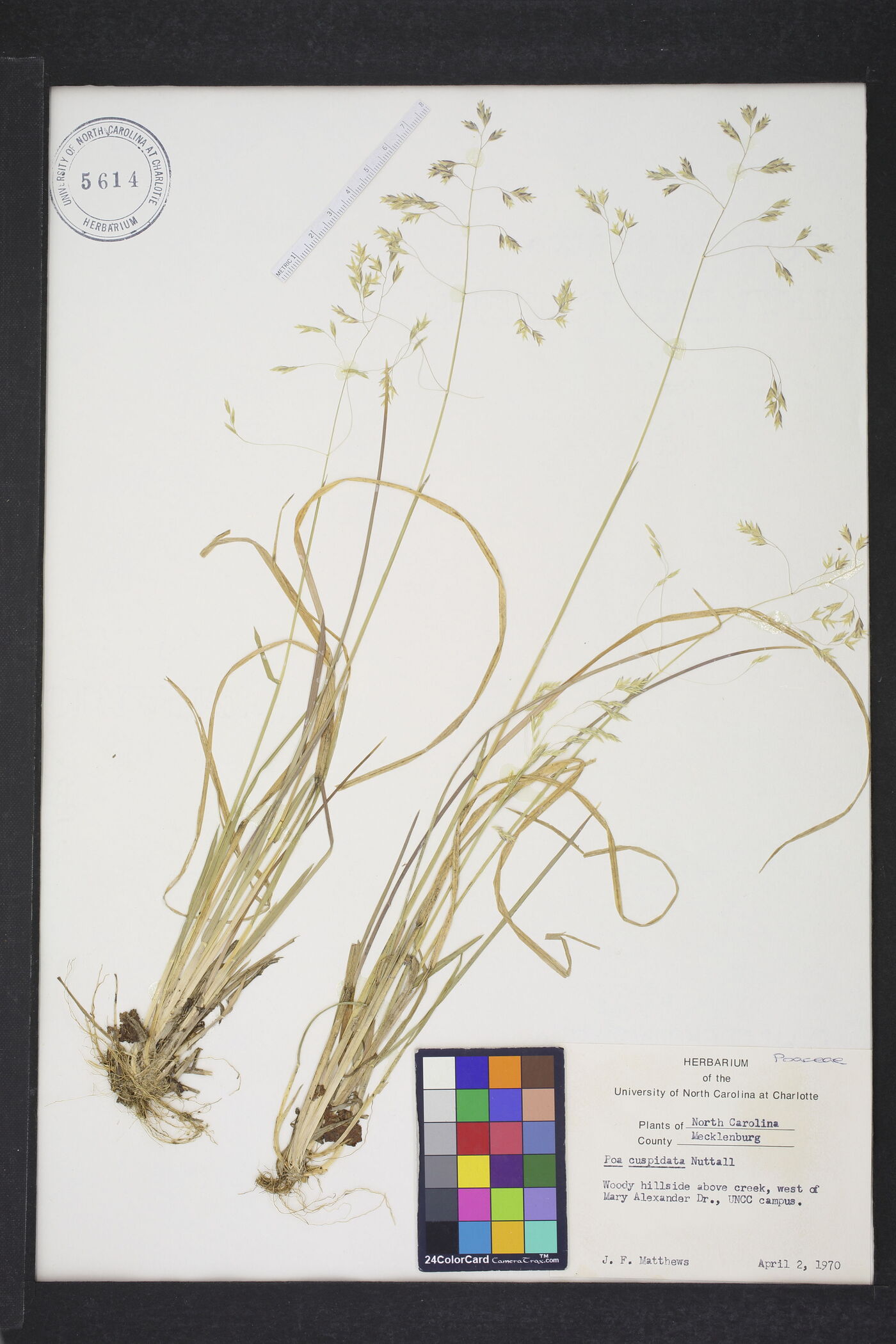 Poa cuspidata image