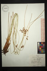 Juncus coriaceus image