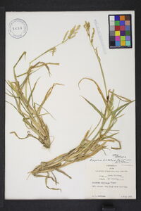 Paspalum dilatatum var. dilatatum image