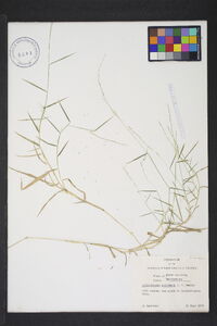 Muhlenbergia schreberi image