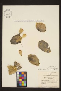 Opuntia humifusa image