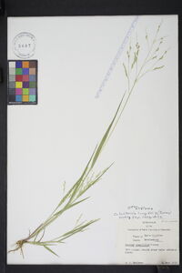 Coleataenia longifolia image