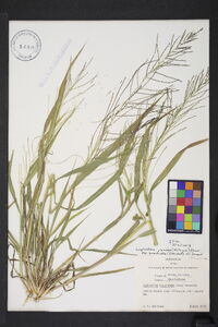 Leptochloa panicea subsp. brachiata image