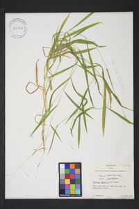 Leersia virginica image