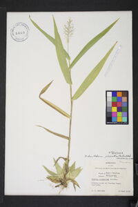 Dichanthelium polyanthes image