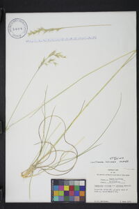 Danthonia sericea image