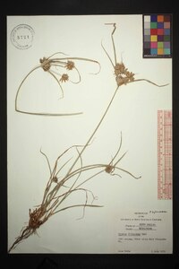 Cyperus filiculmis image