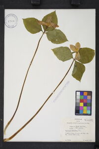 Trillium catesbaei image