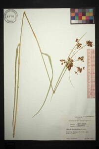 Cyperus pseudovegetus image