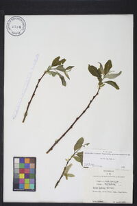 Salix caprea image