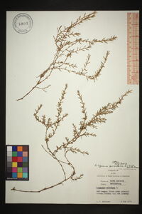 Polygonum aviculare subsp. aviculare image