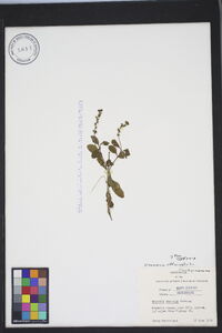 Veronica officinalis image