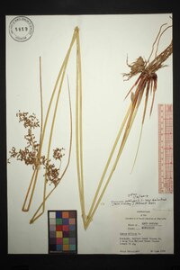 Juncus effusus var. solutus image