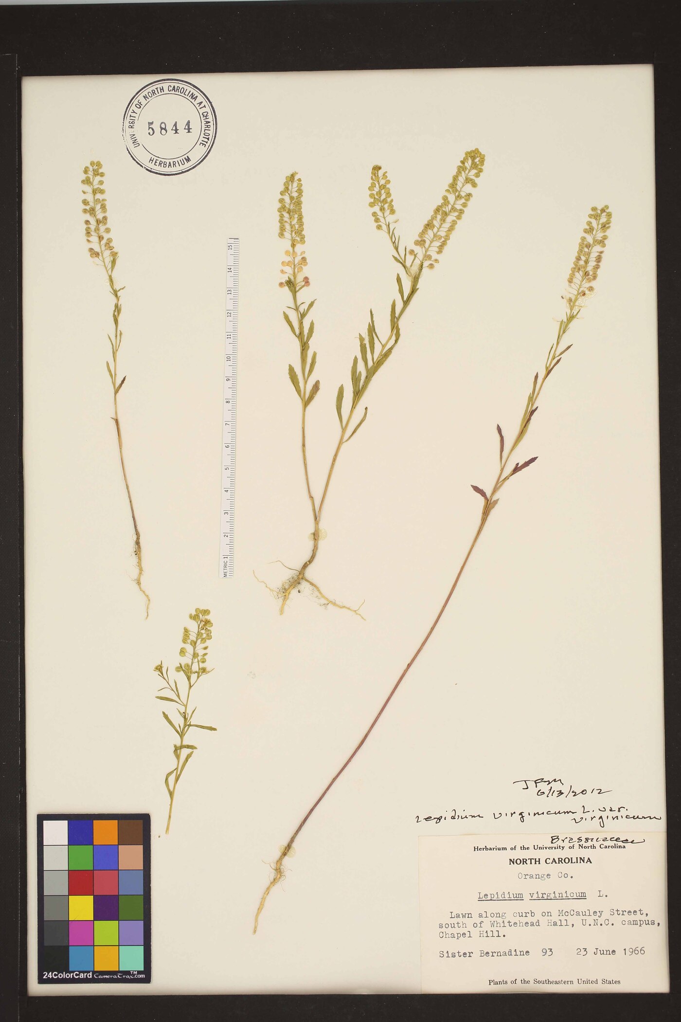 Lepidium virginicum var. virginicum image