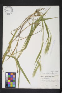 Elymus villosus image